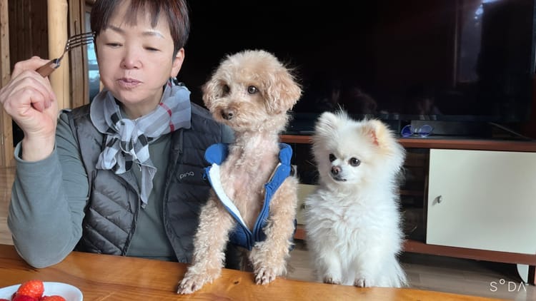 부모님